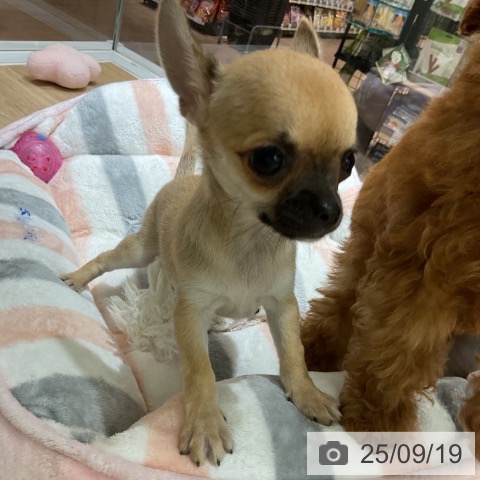 チワワの写真