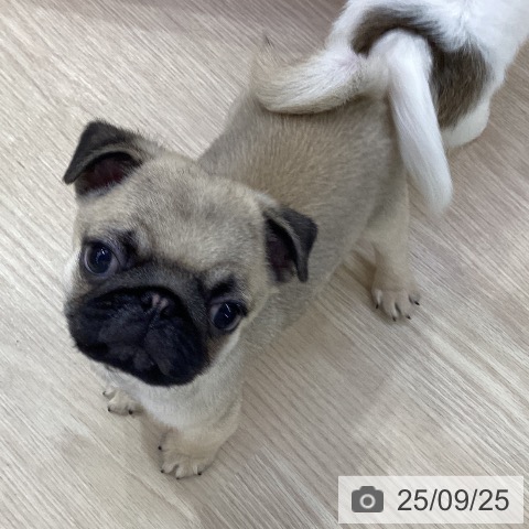 パグの写真