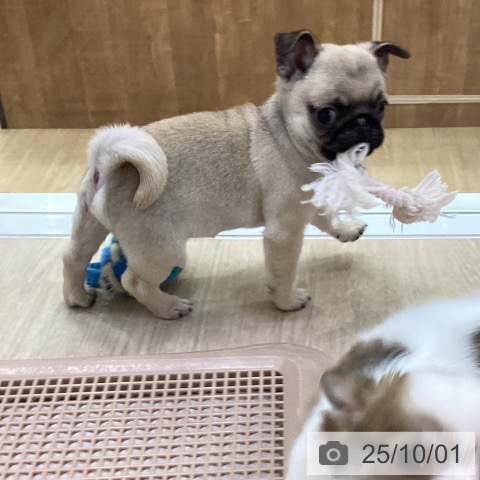 パグの写真