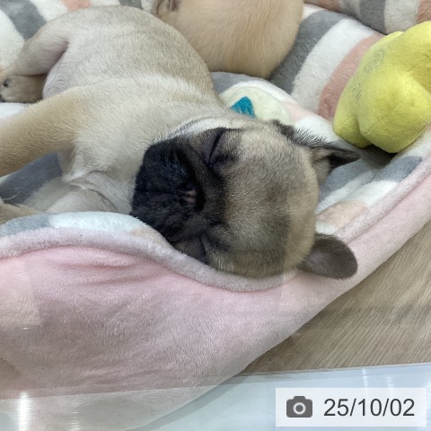 パグの写真