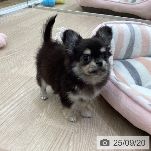 チワワの写真