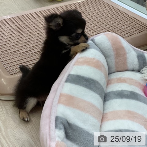 チワワの写真