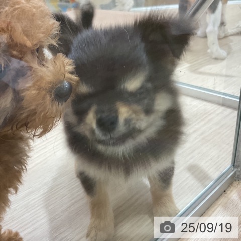 チワワの写真