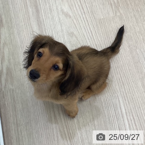 ミニチュア・ダックスフンドの写真