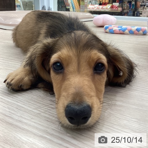 ミニチュア・ダックスフンドの写真