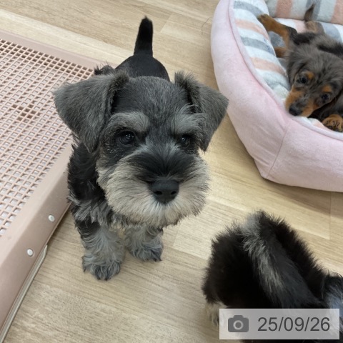 ミニチュア・シュナウザーの写真