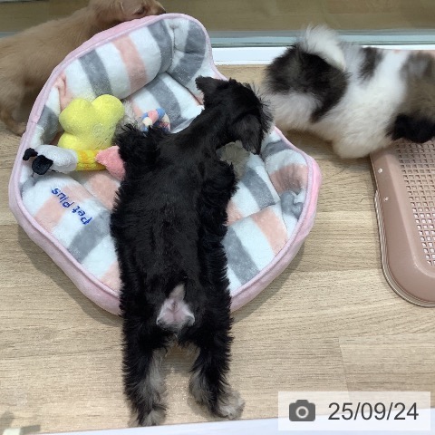 ミニチュア・シュナウザーの写真