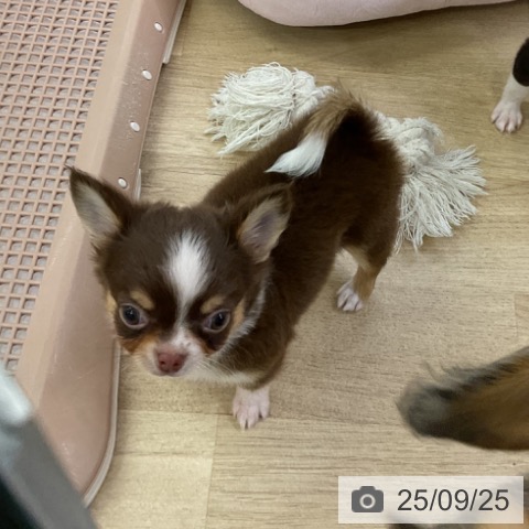 チワワの写真