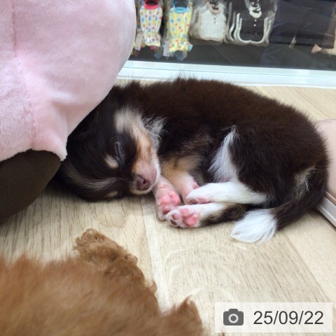 チワワの写真