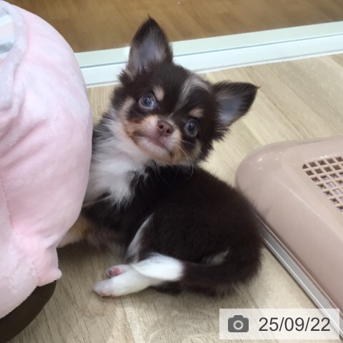 チワワの写真