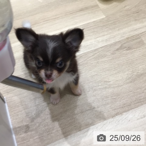 チワワの写真