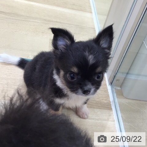 チワワの写真