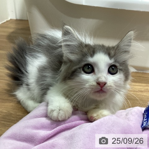 ノルウェージャンフォレストキャットの写真