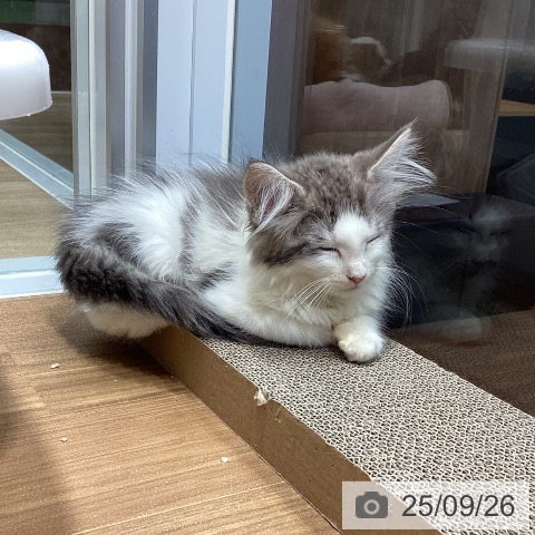 ノルウェージャンフォレストキャットの写真