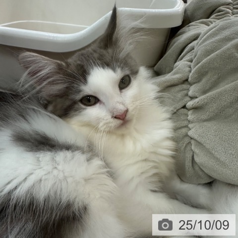ノルウェージャンフォレストキャットの写真
