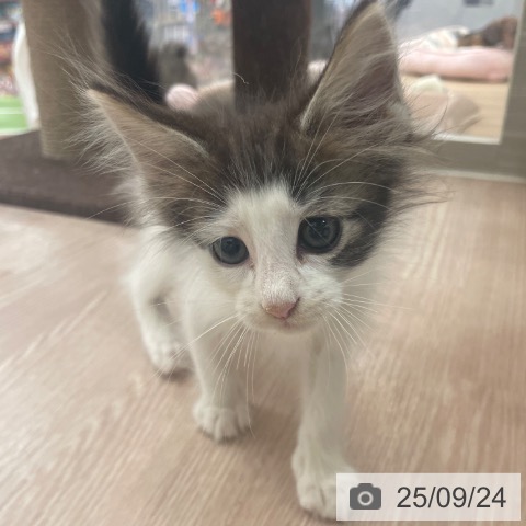 ノルウェージャンフォレストキャットの写真