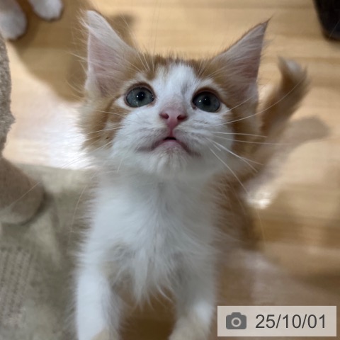 ノルウェージャンフォレストキャットの写真