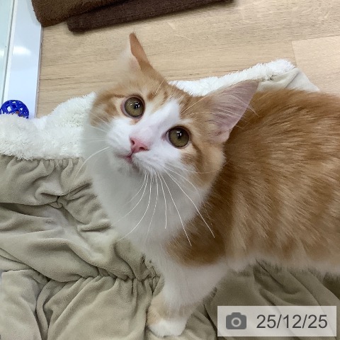 ノルウェージャンフォレストキャットの写真