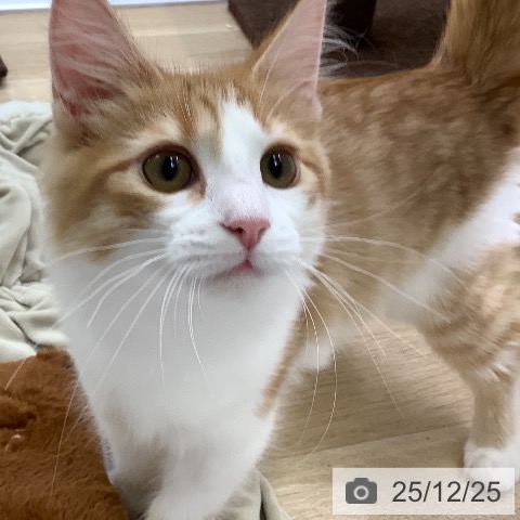 ノルウェージャンフォレストキャットの写真