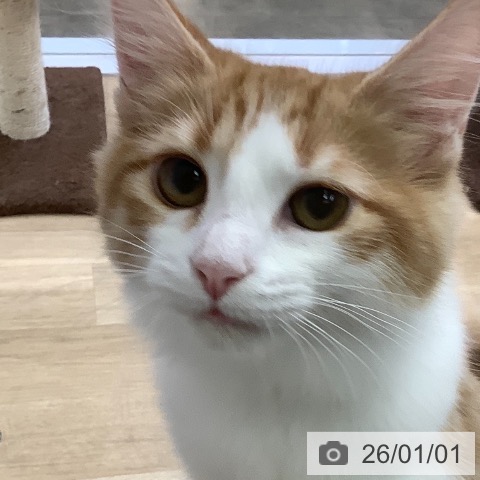 兵庫県のノルウェージャンフォレストキャット (ペットプラス 明石店/2025年7月16日生まれ/女の子/レッドタビーホワイト)の子猫の3枚目の画像