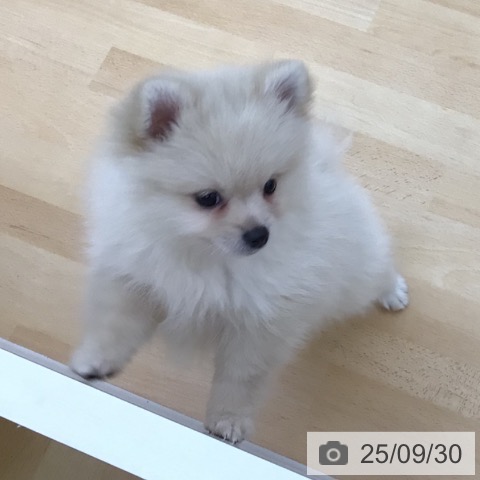 ポメラニアンの写真