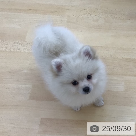 ポメラニアンの写真