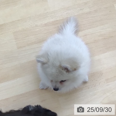 ポメラニアンの写真