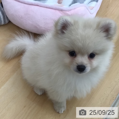 ポメラニアンの写真