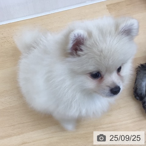 ポメラニアンの写真