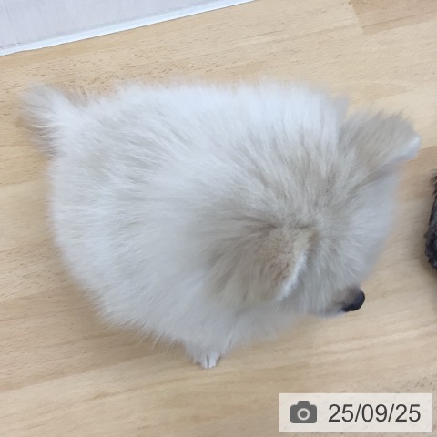 ポメラニアンの写真