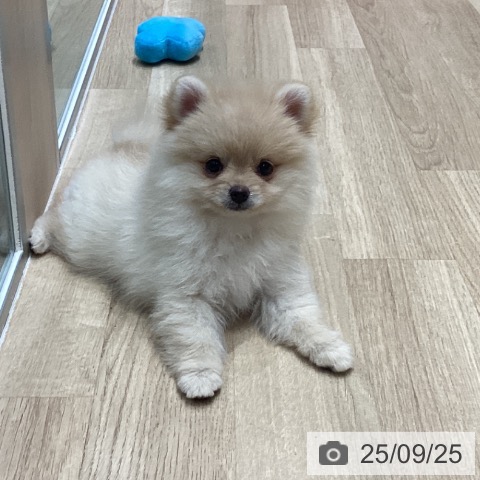 ポメラニアンの写真