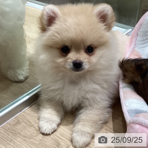 ポメラニアンの写真