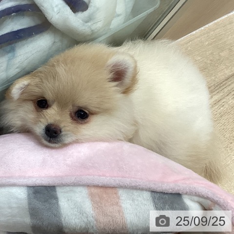 ポメラニアンの写真