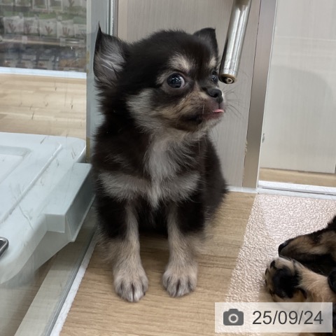 チワワの写真