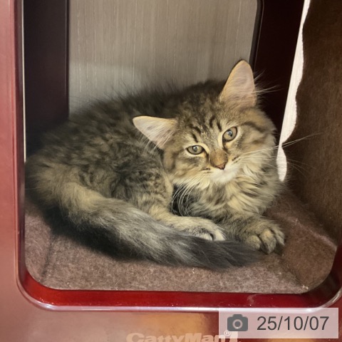 ラガマフィンの写真