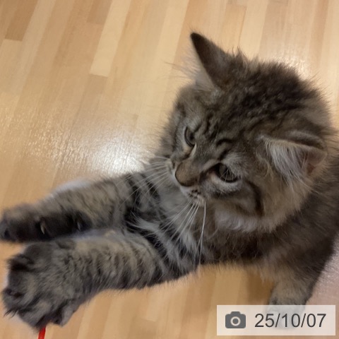 ラガマフィンの写真