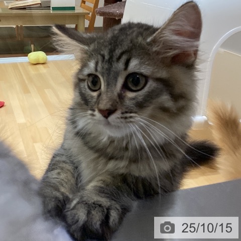 ラガマフィンの写真