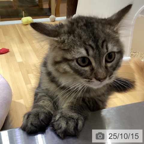 ラガマフィンの写真