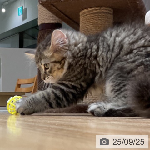 ラガマフィンの写真