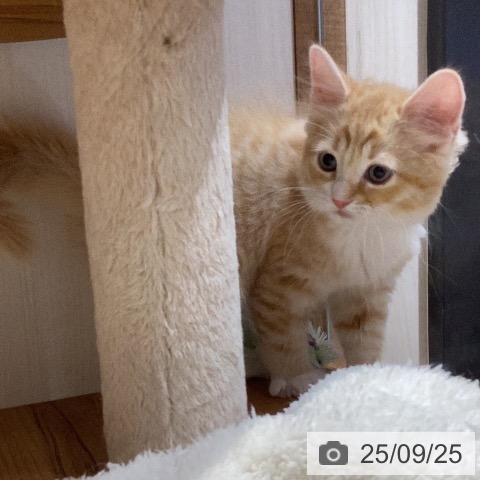 ラガマフィンの写真