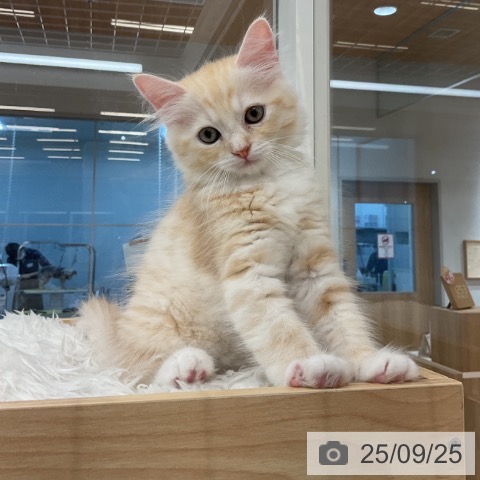 ラガマフィンの写真