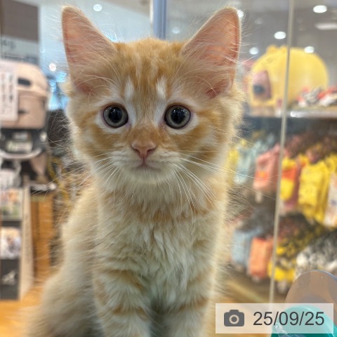 ラガマフィンの写真
