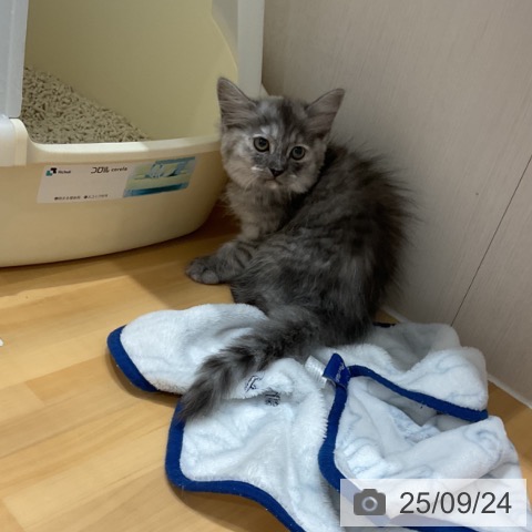 ラガマフィンの写真