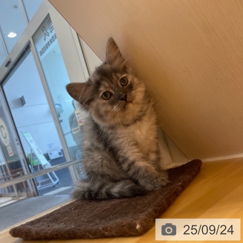 ラガマフィンの写真