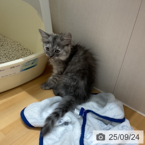 ラガマフィンの写真