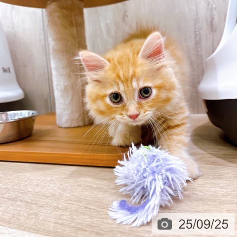 ラガマフィンの写真