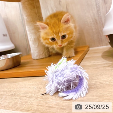 ラガマフィンの写真