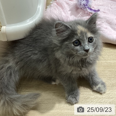 ラガマフィンの写真