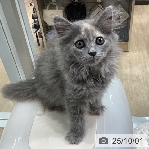 ラガマフィンの写真