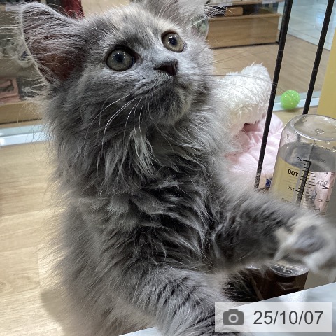 ラガマフィンの写真